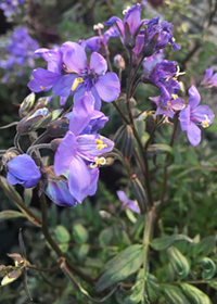 Polemonium yezoense 'Purple Rain'